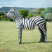 Wildcrete Zebra